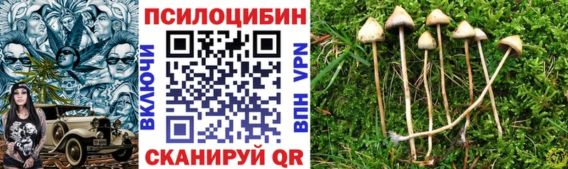 Галлюциногенные грибы Psilocybe  наркота  darknet клад  Камышин 